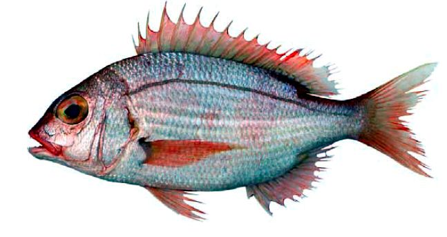 Dentex maroccanus_04.jpg